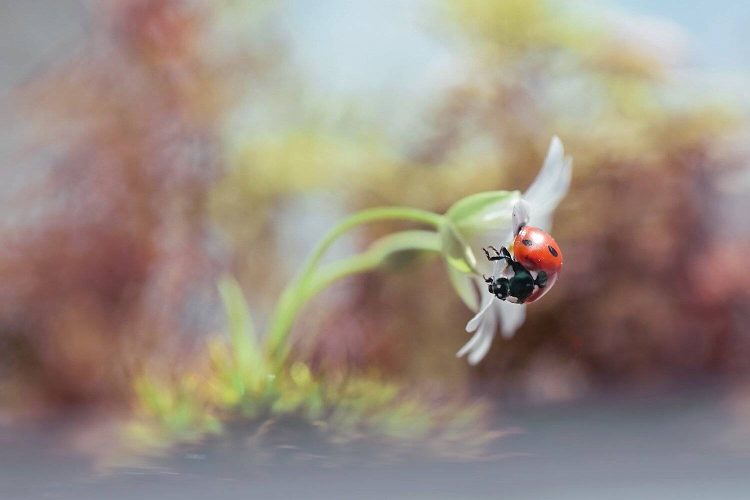 , Лапшина Владлена