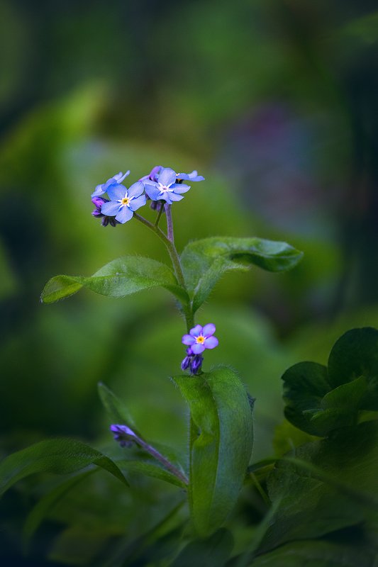canon 55-250, beautiful, красивый, moment, момент, nature, природа, spring, весна, весенний, garden, сад, flower, цветок, forget-me-not, незабудка, Одинаковые, но такие разные! фото превью