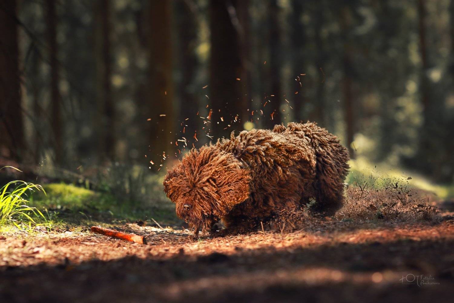 , Наталия Поникарова