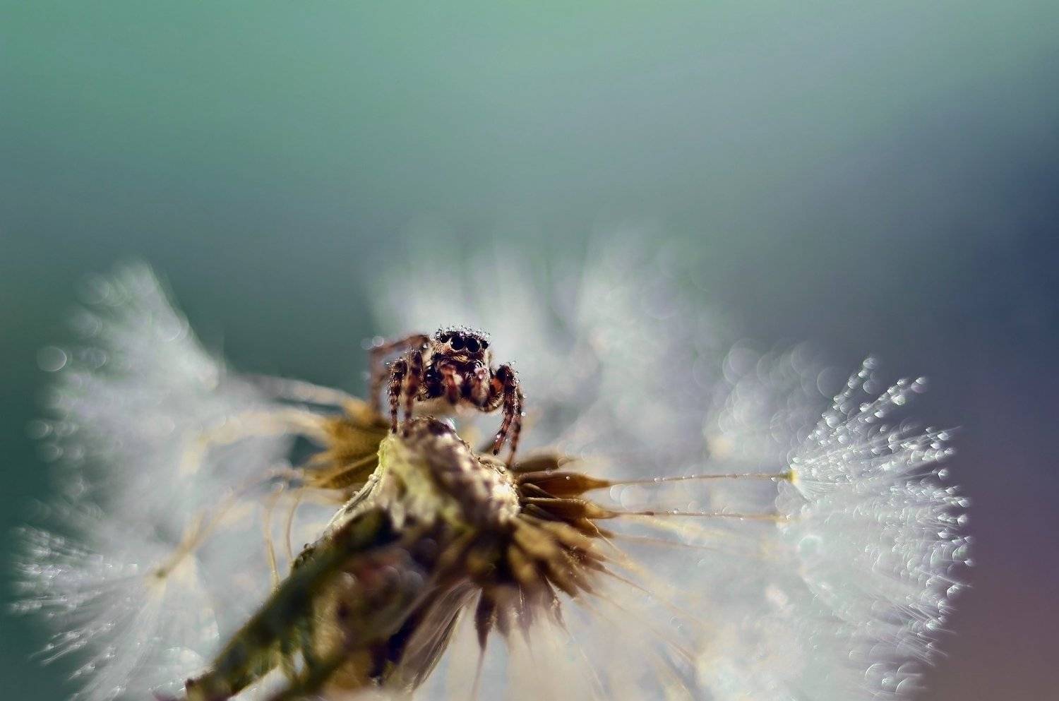 макро, насекомые, скакун, скакунчик, паук, макро мир, макросъемка, лето, цветок, ромашка,, Эля Draw
