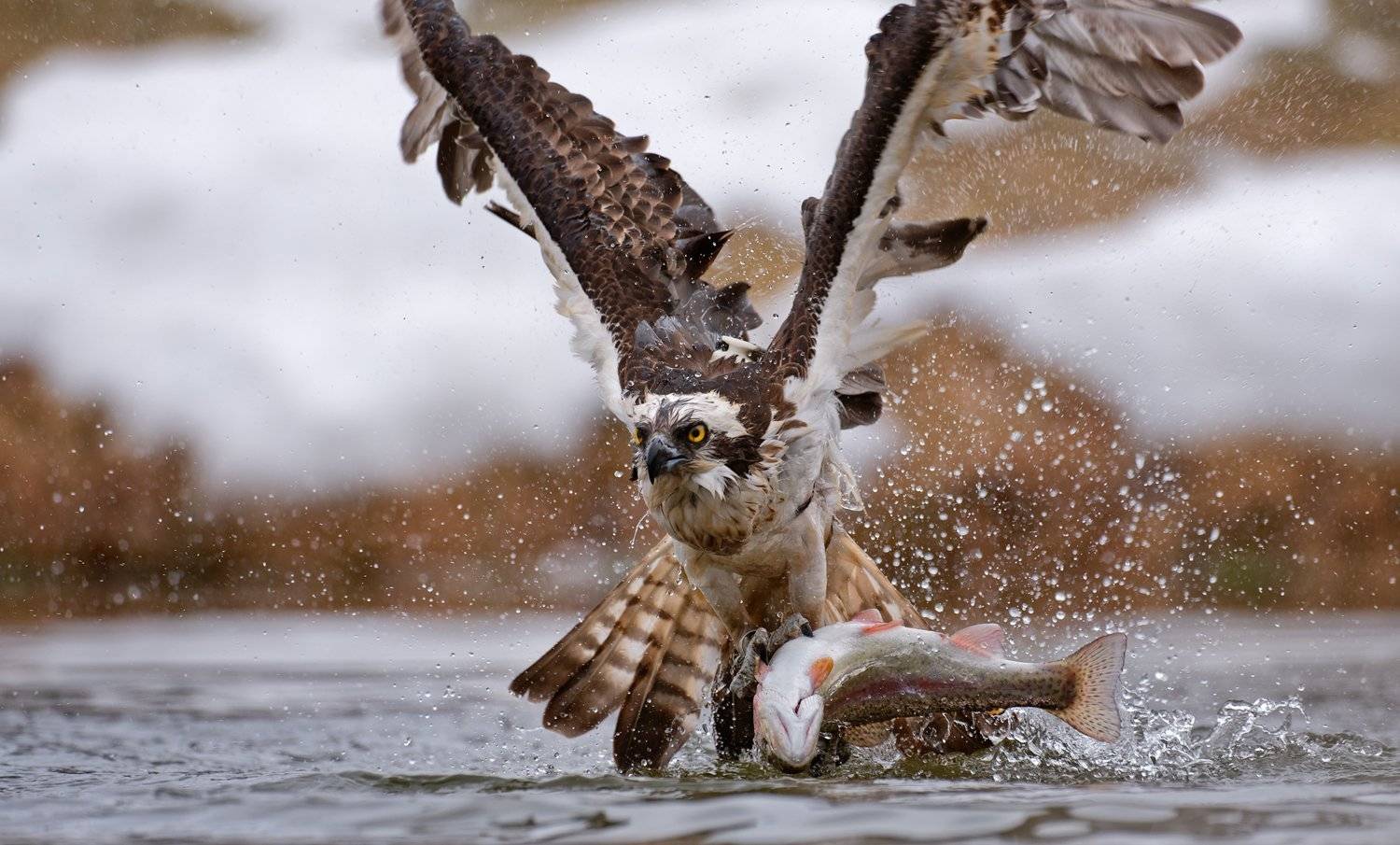 скопа, osprey, Igor Shilokhvost