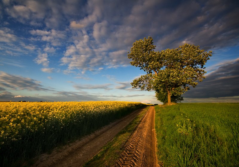 path among fields... фото превью