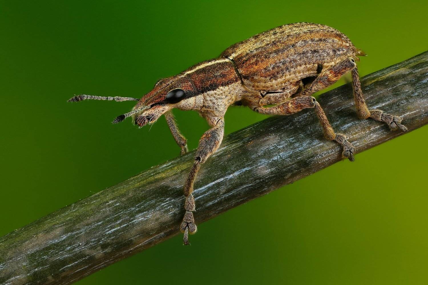 жук,макро,природа,цвет,зеленый,растение,ветка, Андрей Шаповалов