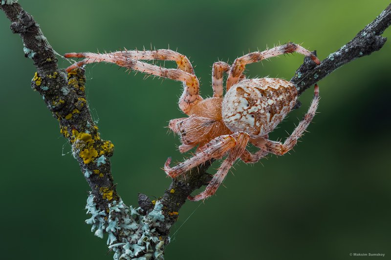 макро,стекинг,паук,вега-11у *** фото превью