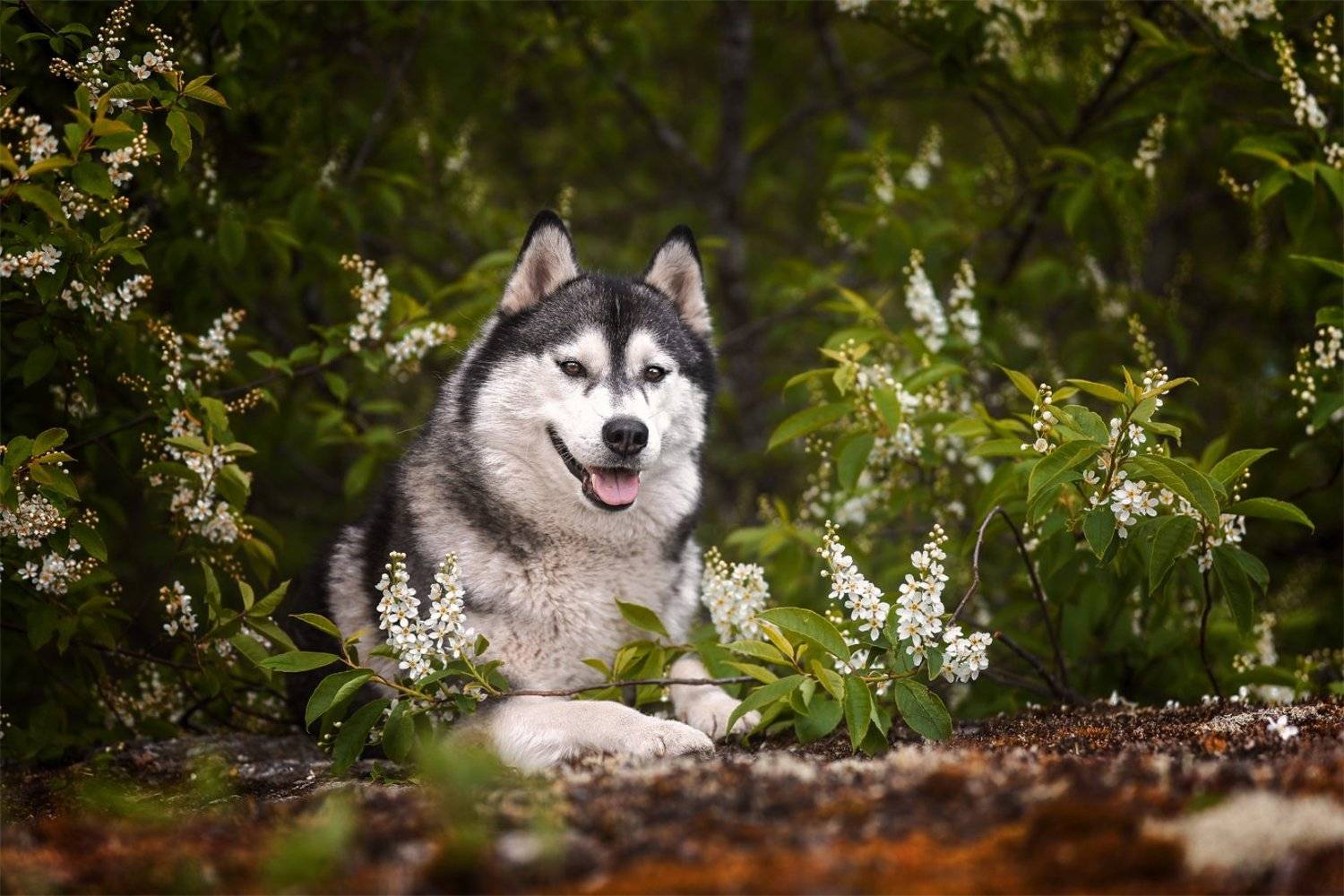 , Андрей Ершов