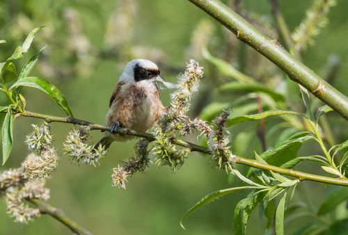 Весенние хлопоты ремезов