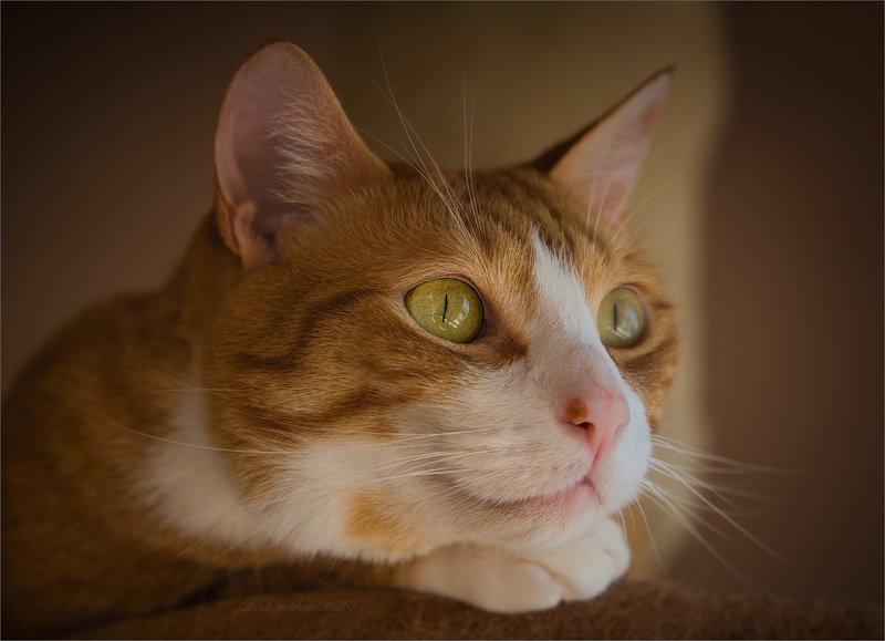 кошки, портрет Птичка за окном фото превью