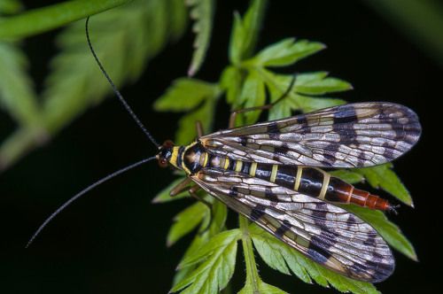 Маленький, очень большой.
