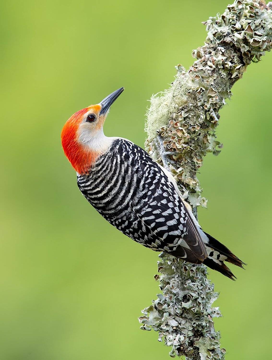 дятел, каролинский меланерпес, red-bellied woodpecker, woodpecker, Elizabeth Etkind