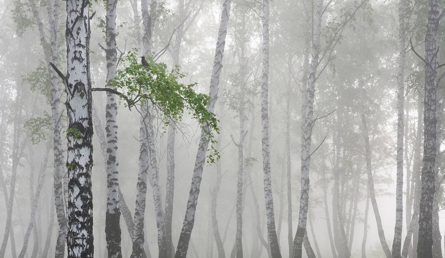 , Сергей Романчук