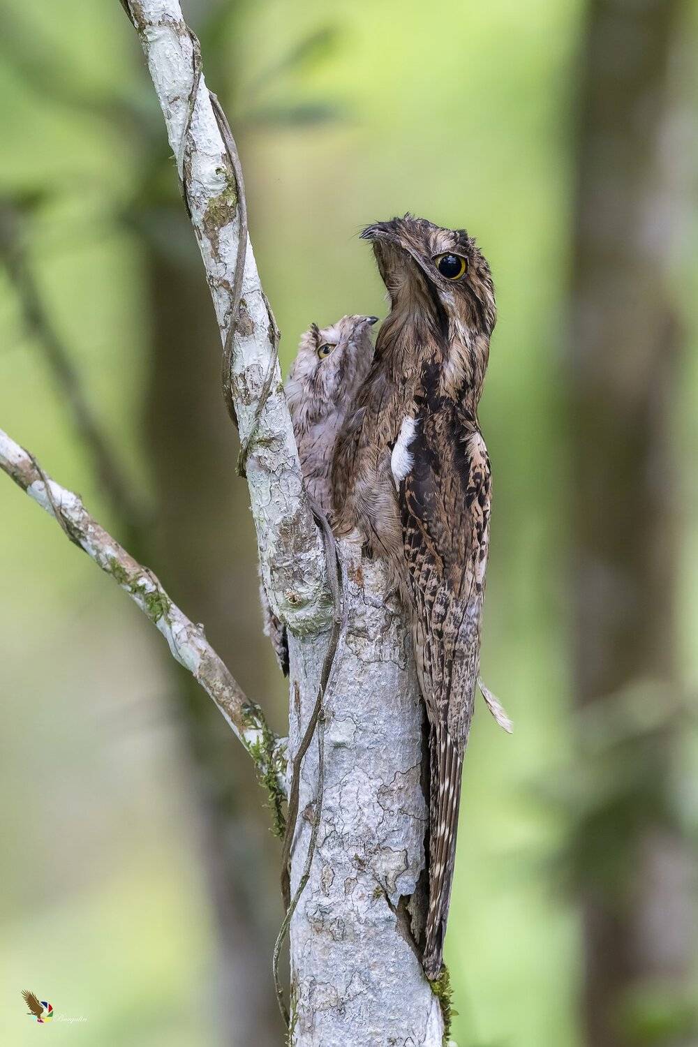 , Fernando Burgalin Sequeira