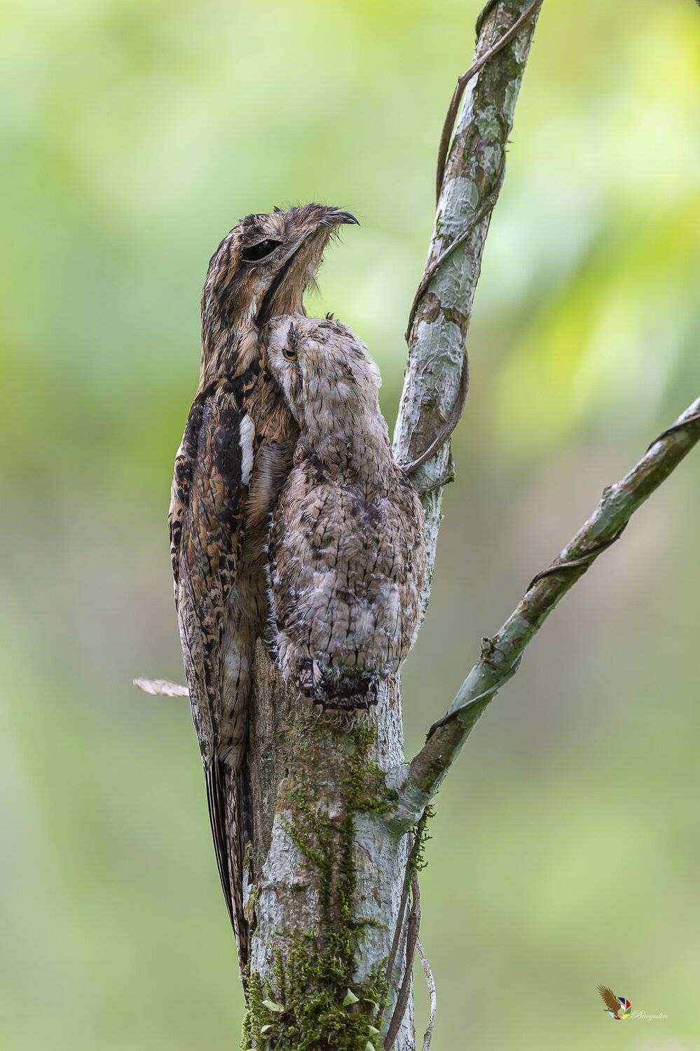 , Fernando Burgalin Sequeira