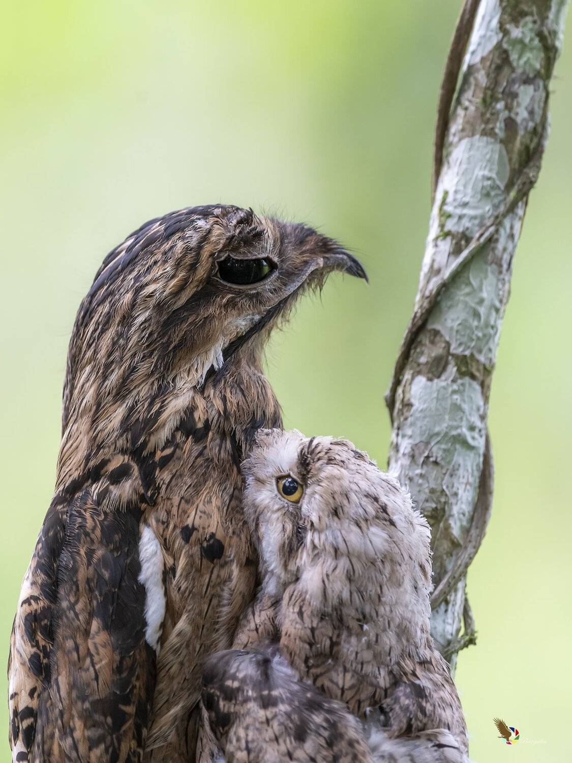 , Fernando Burgalin Sequeira