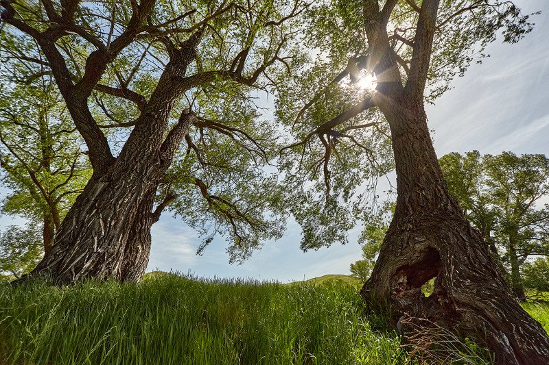 южный урал,оренбургская область, орск, новотроицк, Ивы - Гиганты фото превью