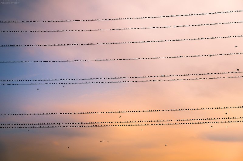 мурмурация, птицы, провода, небо Мурмурация фото превью