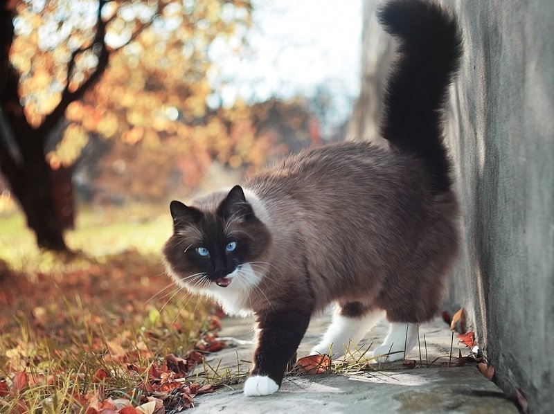 Кекс фото превью