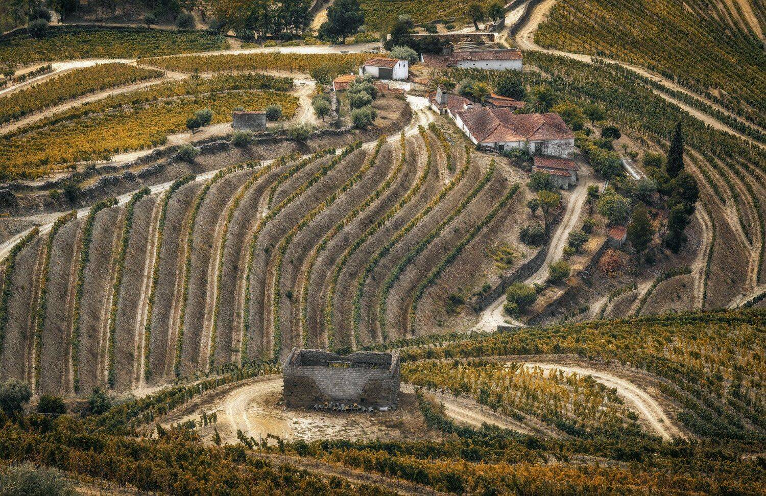 дом, долина, виноград, Александр Безмолитвенный