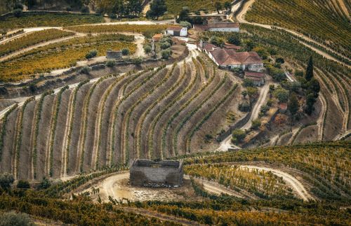 в виноградных волнах