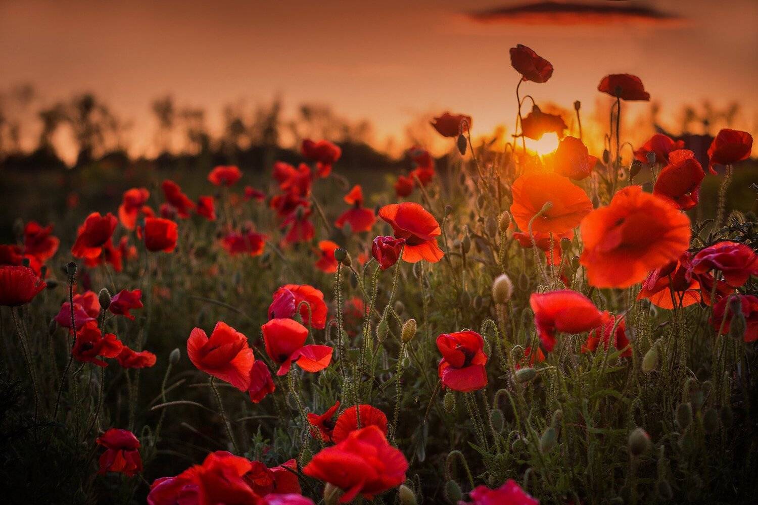 Краснодар,Россия,кавказ, Павел Сагайдак