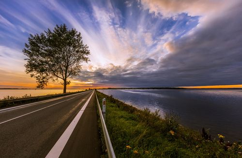 Одинокое дерево и закат. Мост на остров Бого-бю. Дания.