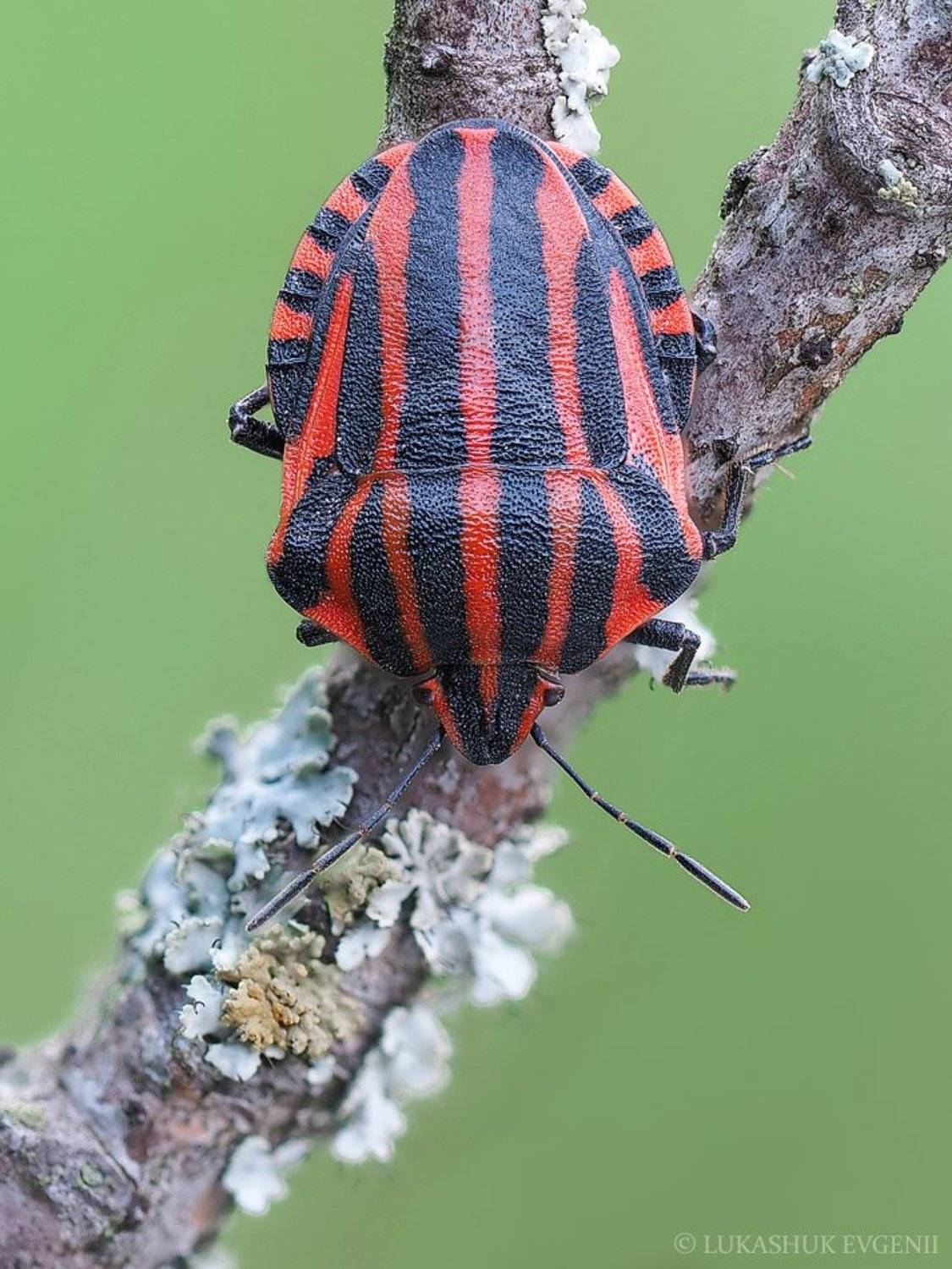 , Евгений Лукашук