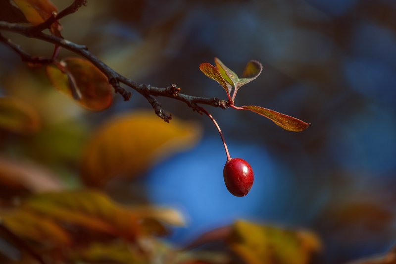 canon 55-250, beautiful, красивый, moment, момент, nature, природа, spring, весна, весенняя, branch, ветка, plum, слива, decorative, декоративная, Осенние цвета в разгар весны. фото превью