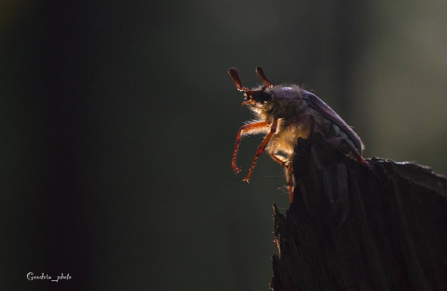 жук, лес, макро, природа, красота, насекомые, дикая природа, макромир, Людмила Гудина