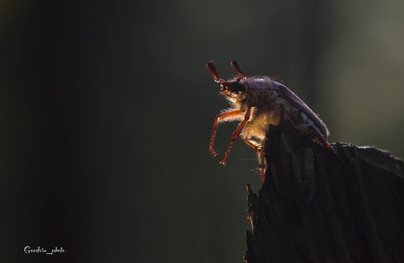 жук, лес, макро, природа, красота, насекомые, дикая природа, макромир Одним майским днём фото превью