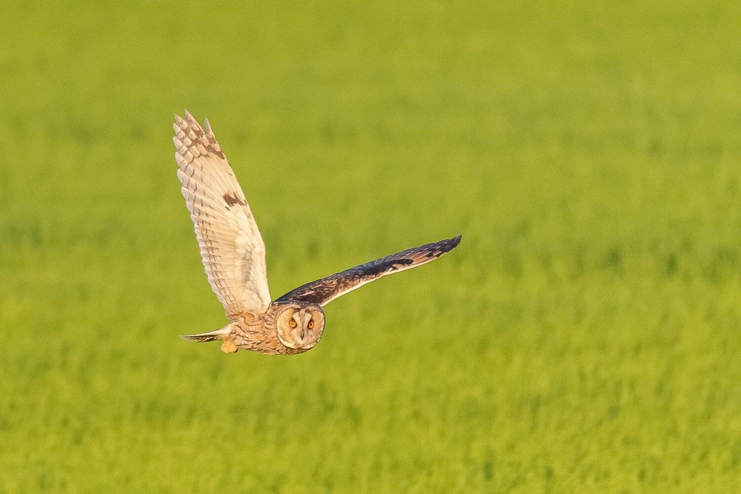 hibou;, nightbird;, wildlife;, owl;, long-eared, owl, Sib&eacute;