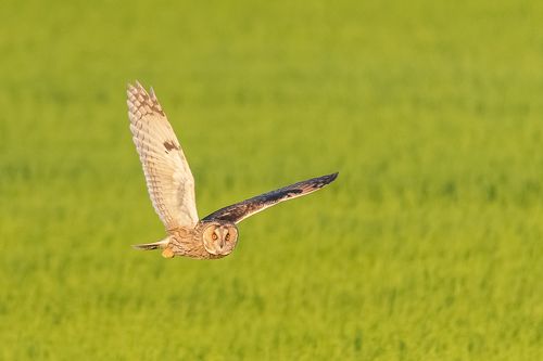 Hibou moyen duc à la chasse