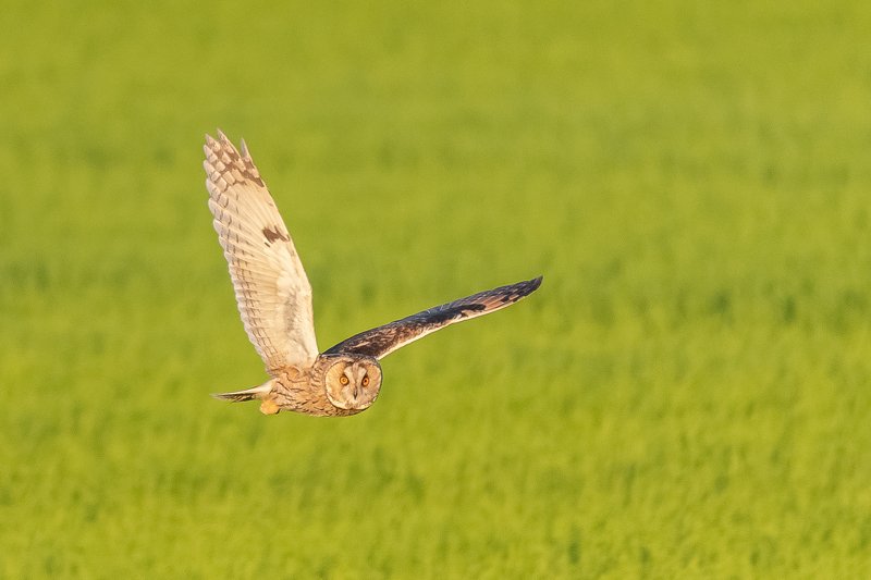 hibou;, nightbird;, wildlife;, owl;, long-eared, owl Hibou moyen duc à la chasse фото превью