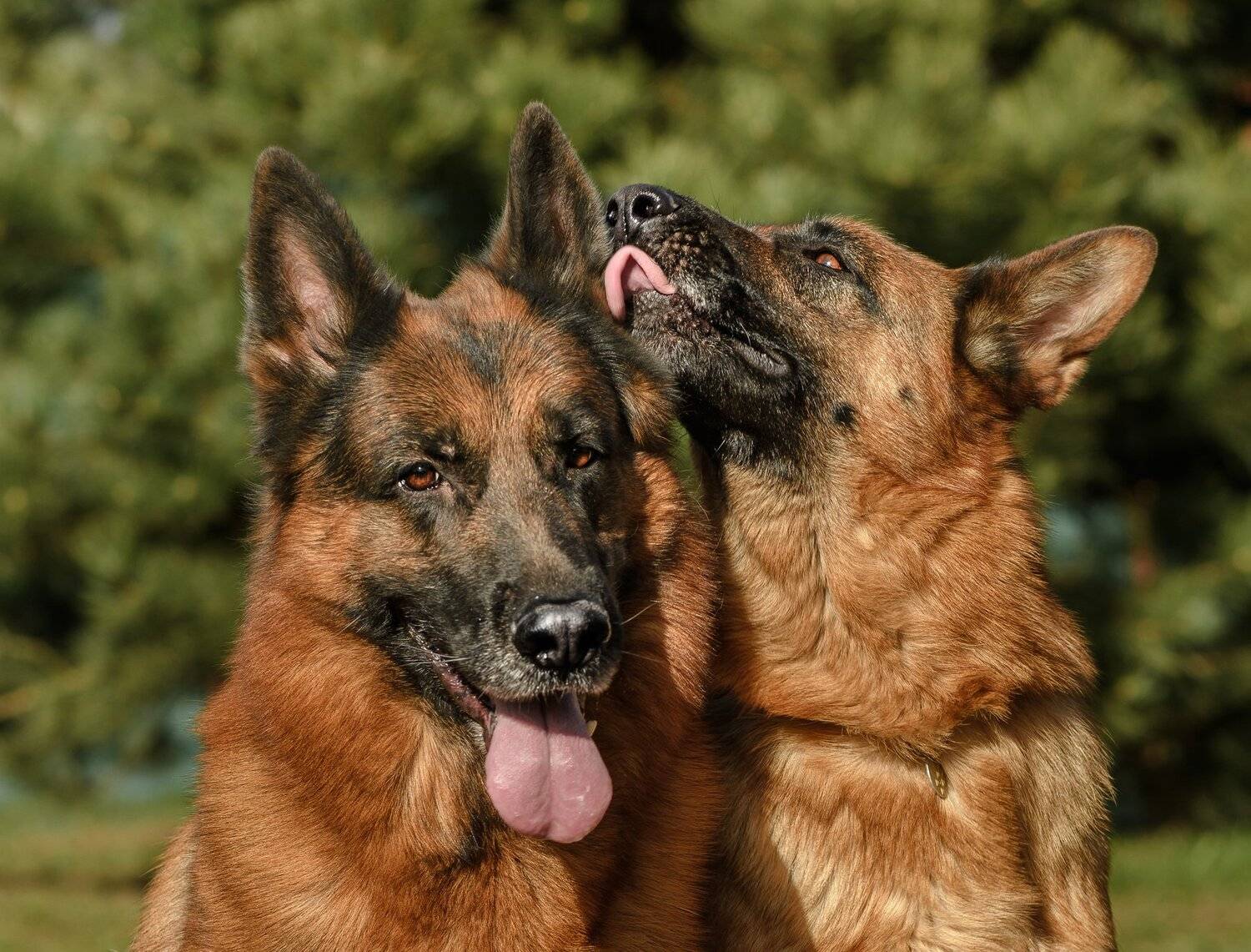 немецкие овчарки, немцы, немецкая овчарка, собаки, собаки целуются, парочка, игривость, нежность, поцелуй, солнечно, рыжие собаки, Ксения Соварцева