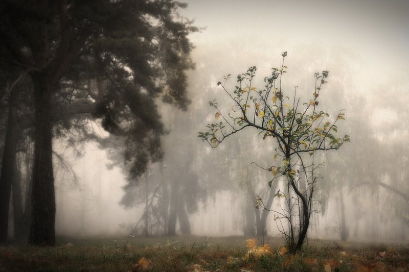 осень, лес, деревья осенняя фото превью