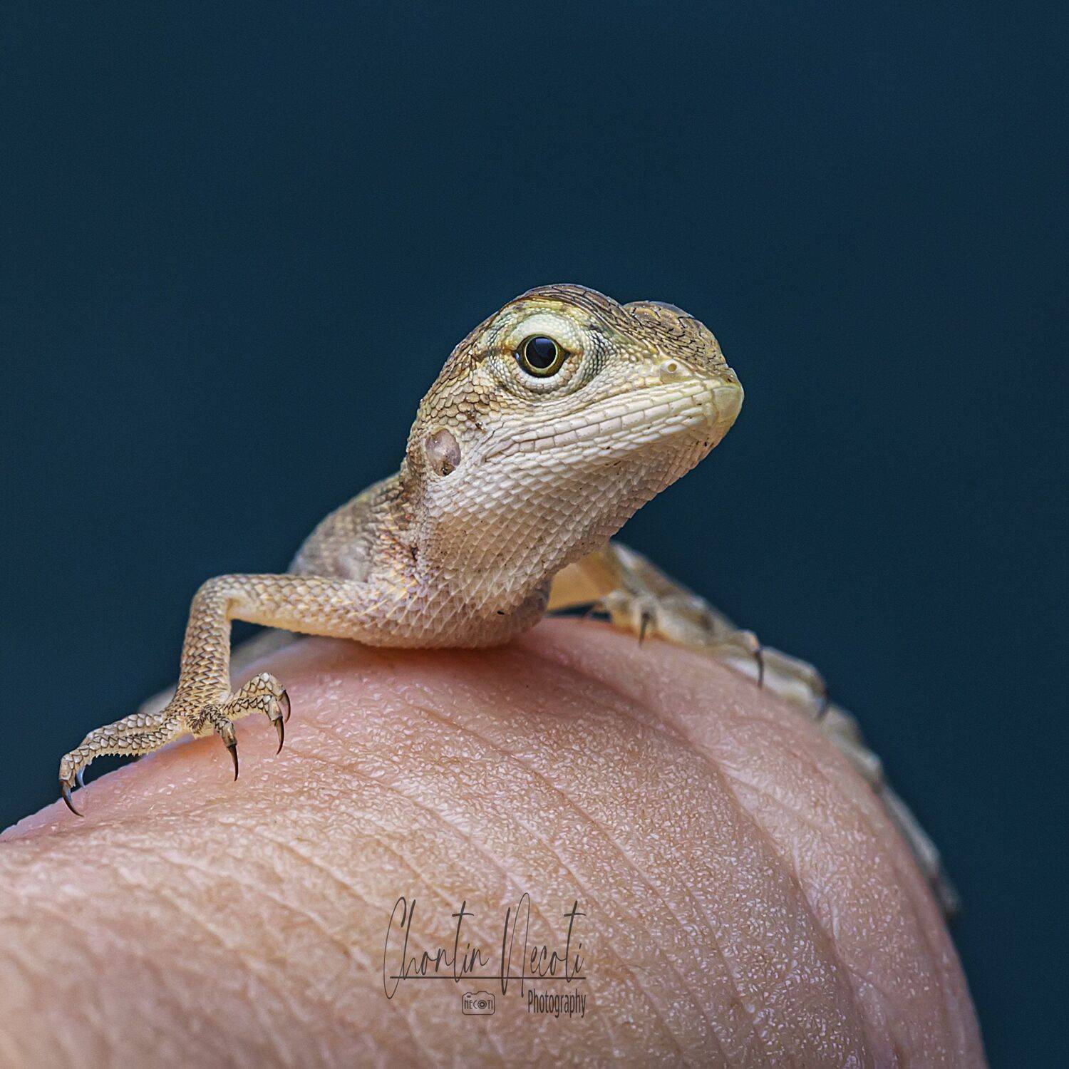 Leiolepis, animal, wildlife, macro, small, close up, nature, natural, outdoor, eyes, beauty, beautiful, stock, image, hand, black, wallpaper, NeCoTi ChonTin