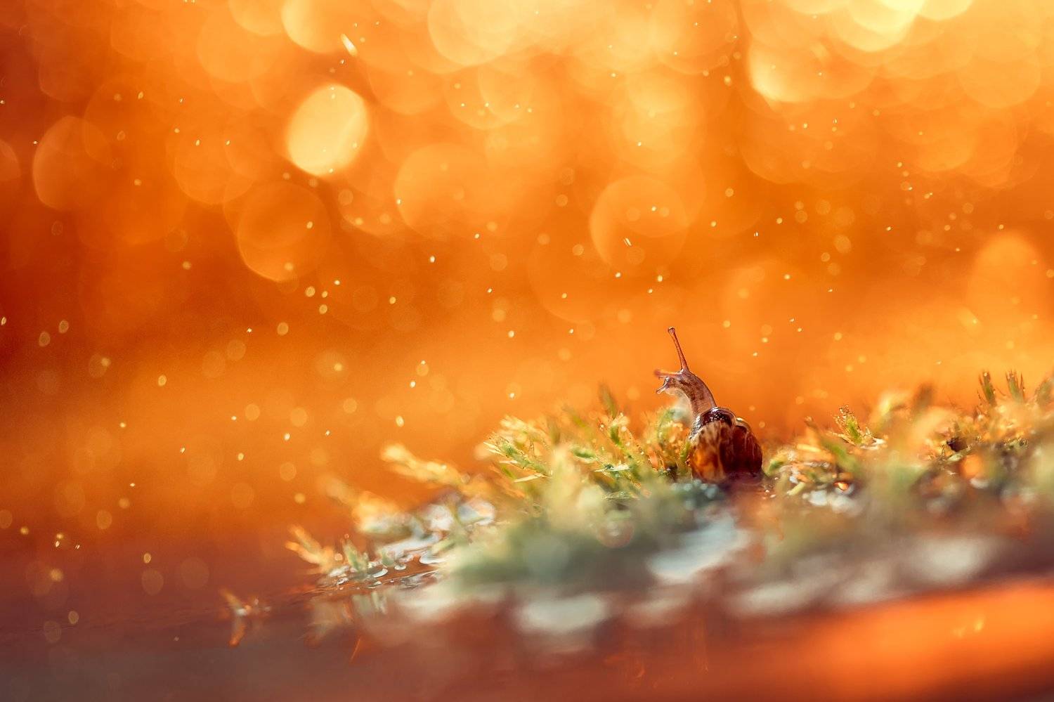 макро, улитка, боке, Татьяна Тетерева