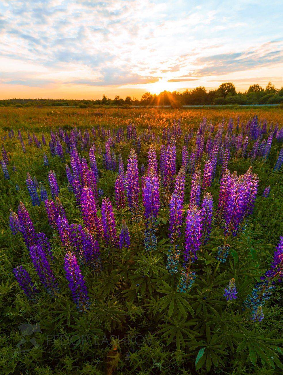 ленинградская область, закат, цветы, люпин, люпины, луг, лето, цветущее,, Лашков Фёдор