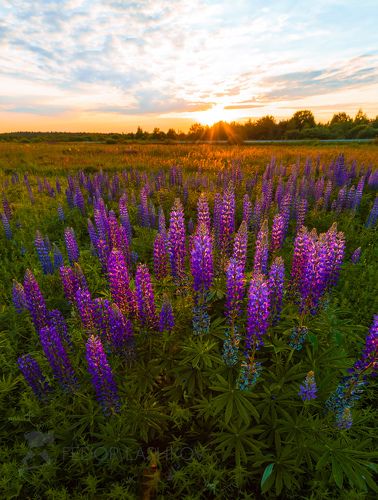 Люпины на закате.