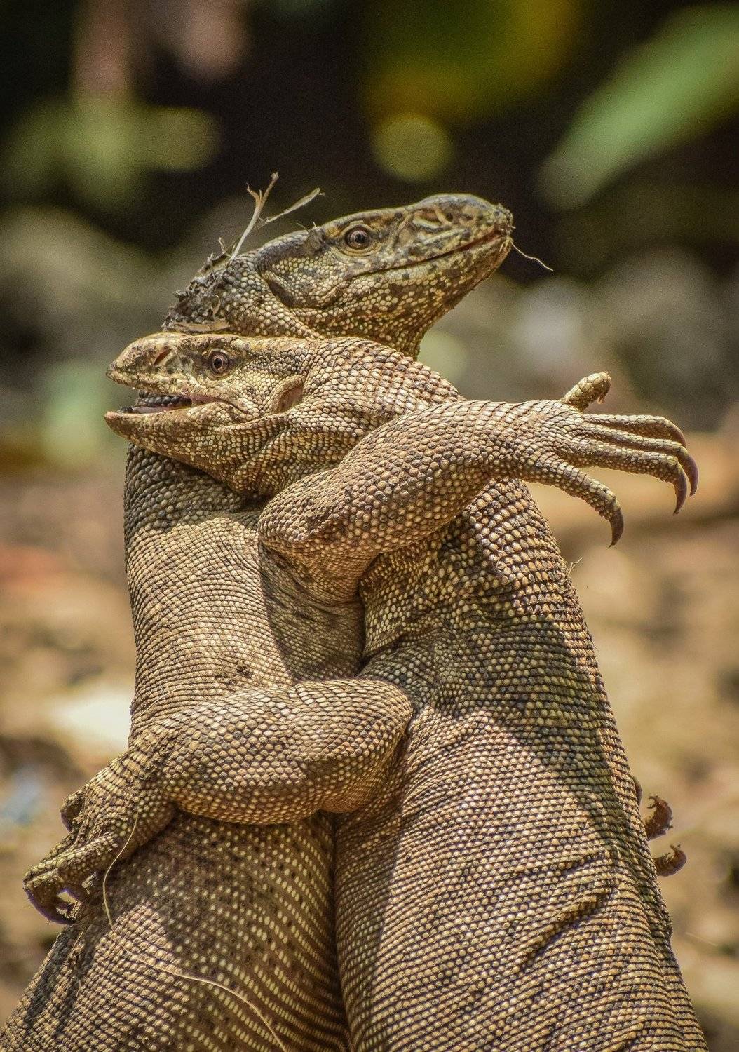 animals wildlife , Shuvam Sadhukhan