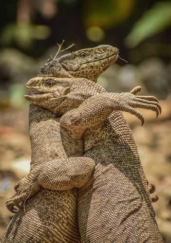 The wild hug