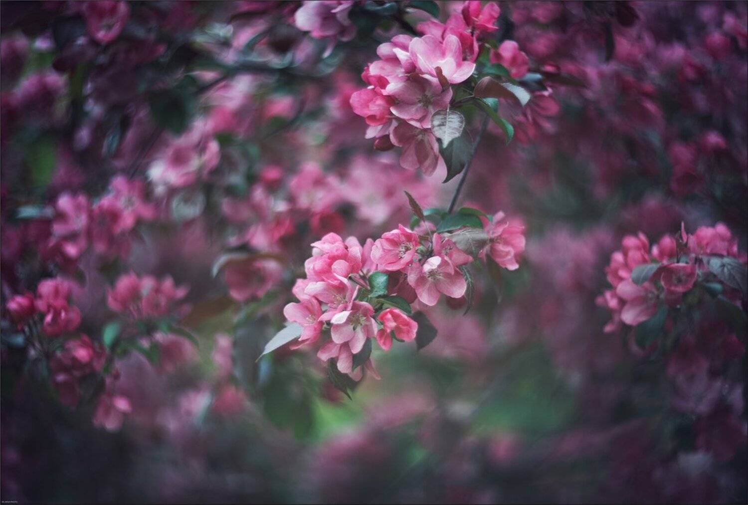 , Ариадна Белкина