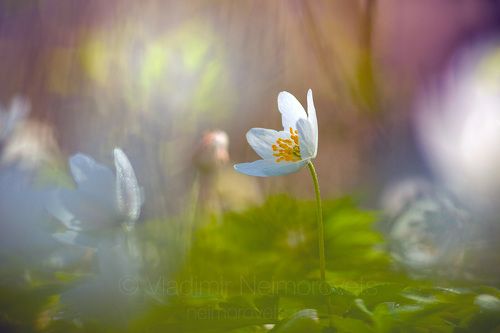 Ветреница (Anemone nemorosa) / The wood anemone photo (Anemone nemorosa)