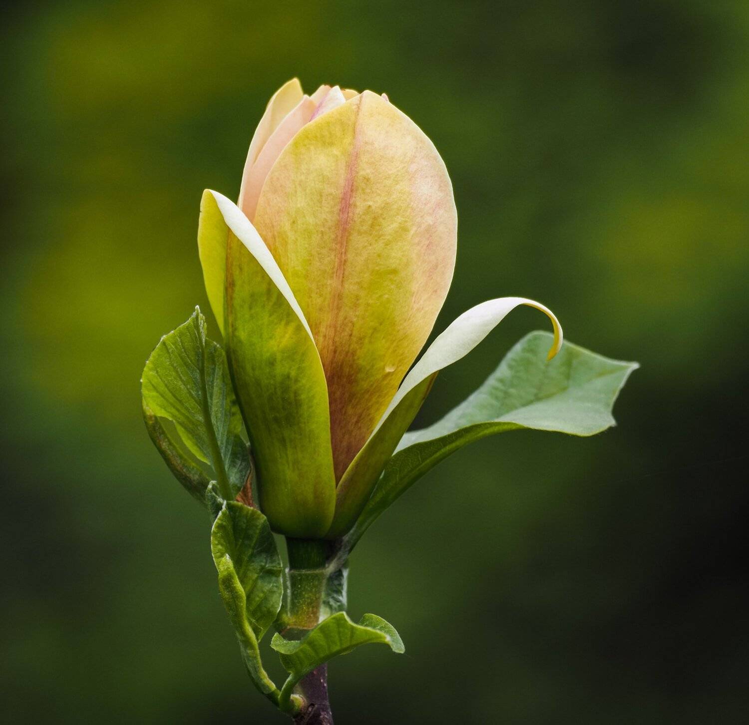 , Курлянцев Алексей