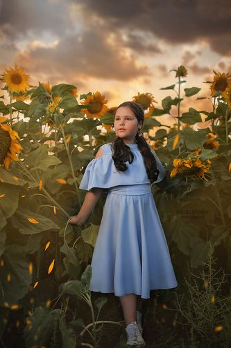 Подсолнухи