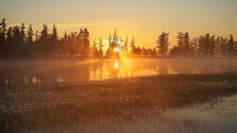 mongolia, hovsgol, lake, mist, fog, morning. atmosphere, mood, sunlight, tree, backlight, fantastic, Fantastic scene фото превью