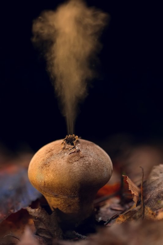 ОСНОВНОЙ ИНСТИНКТ фото превью