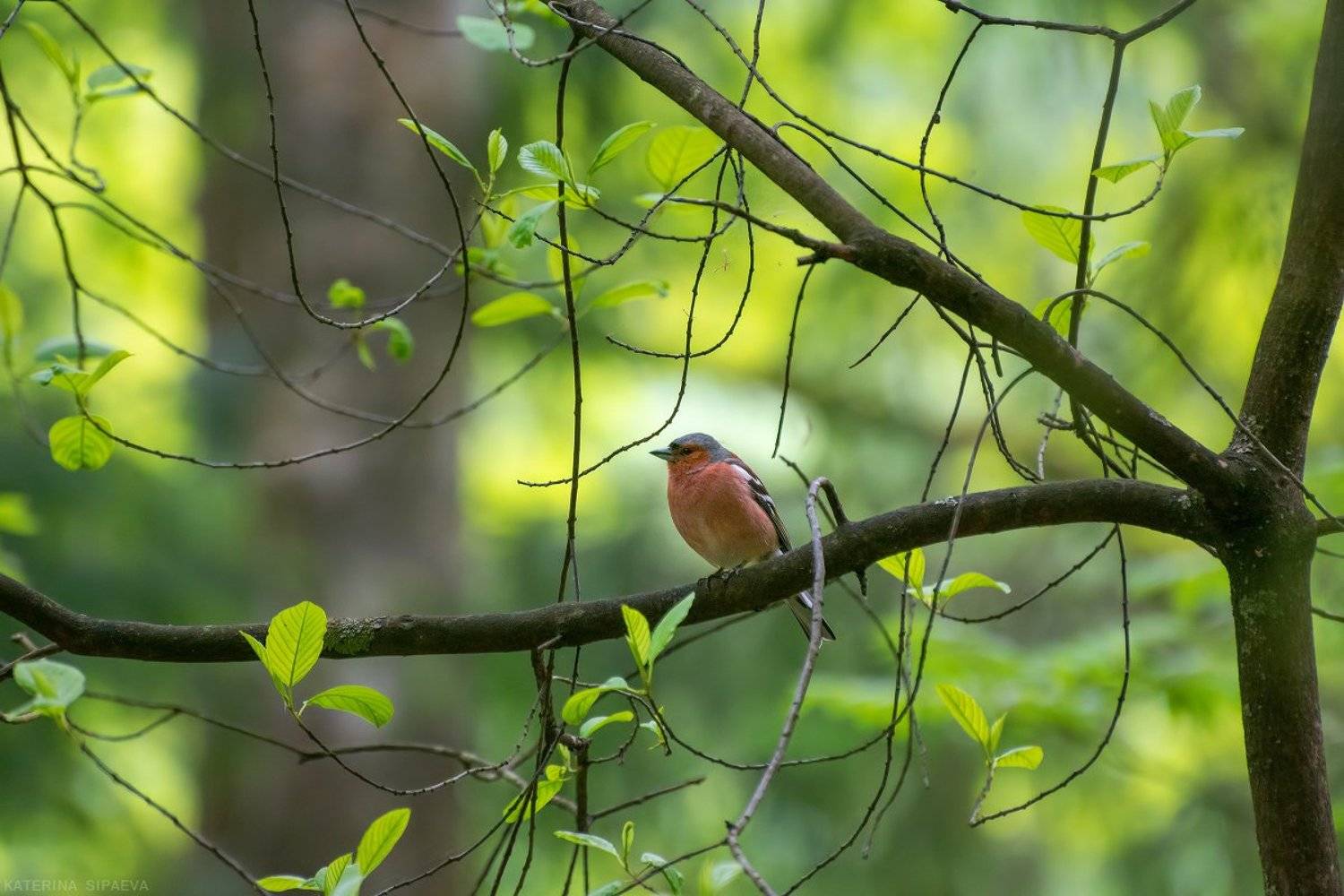 птицы, весна, лес, природа, Сипаева Катерина