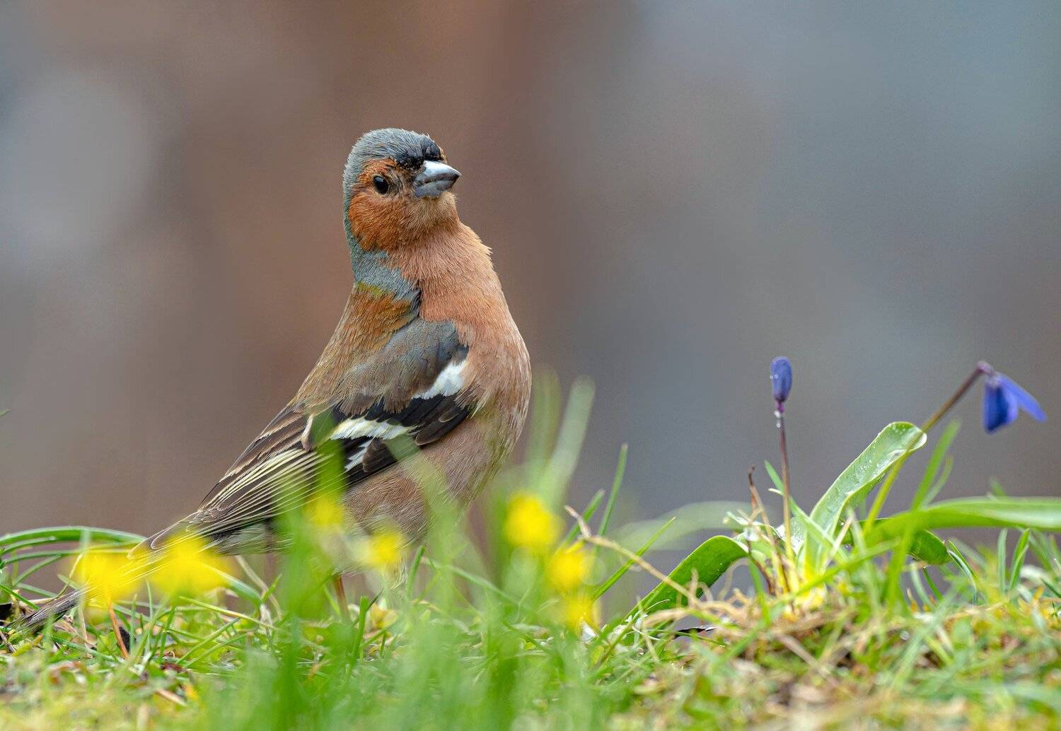 птицы,природа, весна, Андрей Киселёв