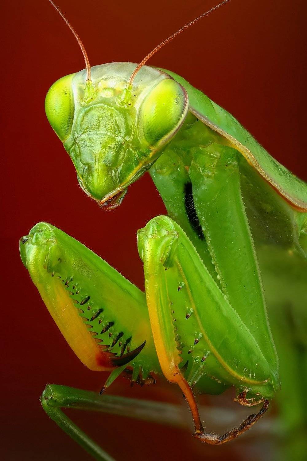 богомол,макро,природа,усы,цвет,глаза,портрет,красный,зеленый, Андрей Шаповалов