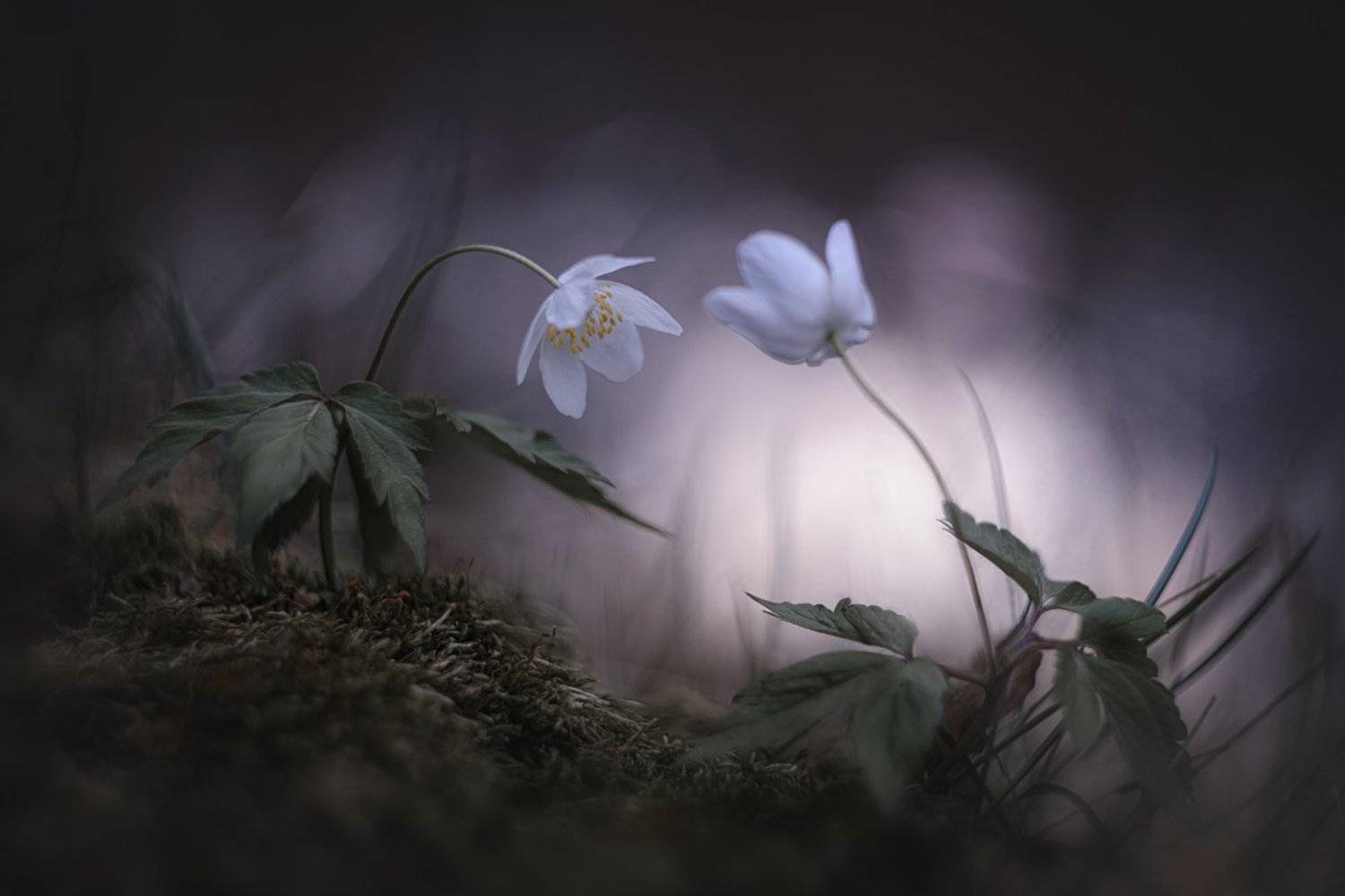украина, коростышев, природа, лес, волшебство, дружба, жизнь, любовь, магия, макро, нежность, прикосновения, природа, притяжение,	свет, сказка, тишина, ветреница, макро красота, единство, фотограф, чорный, Александр Чорный