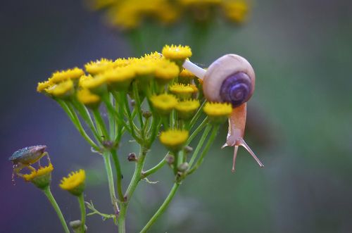 Улитка на отдыхе